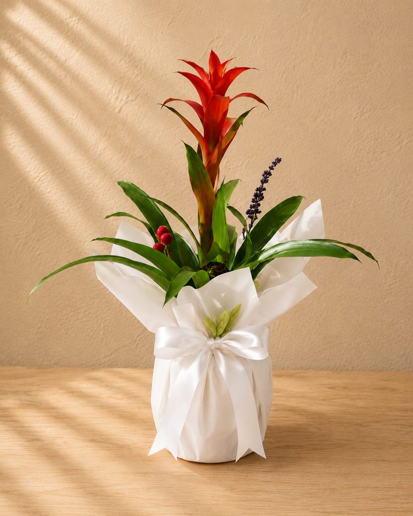 Bromelia Tropical